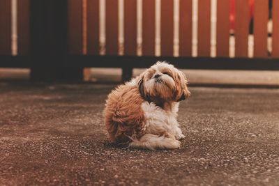 Dog sitting on carpet