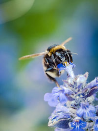 Close-up of bee on purple flower