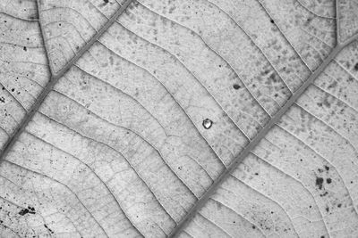 Full frame shot of water drops on wood