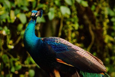 Close-up of peacock