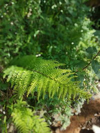 Close-up of fern