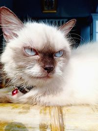 Close-up portrait of a cat at home