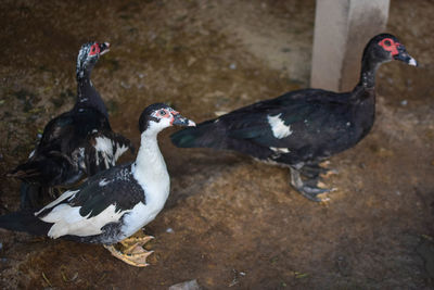 High angle view of birds