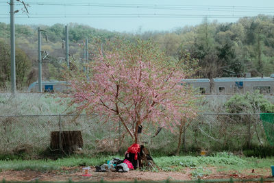 Full length of pink flowers on field against trees