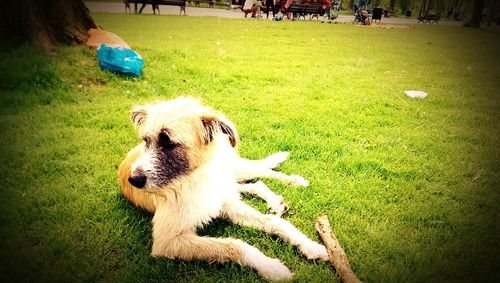 Dog on grassy field in park