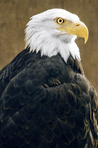 Close-up of bald eagle perching outdoors