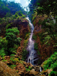 Scenic view of waterfall in forest