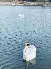 High angle view of swans swimming in lake