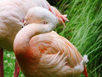 Close-up of a duck