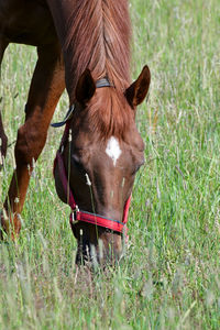 Horse in a field