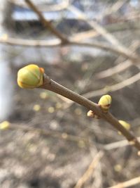 Close-up of yellow flower bud