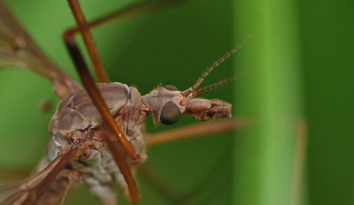 Close-up of insect on plant