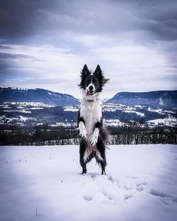 Portrait of dog on snow against sky