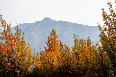Trees and plants against sky during autumn