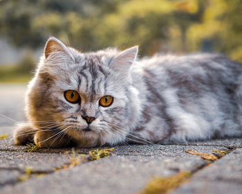 Close-up portrait of a cat