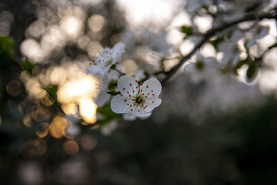 Close-up of white cherry blossom tree