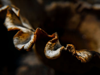 Close-up of dried plant