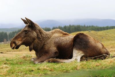 Side view of a animal on field