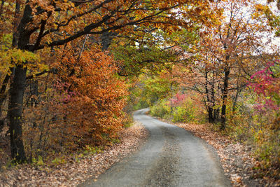 Road amidst trees in forest during autumn