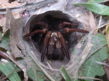 Close-up of spider