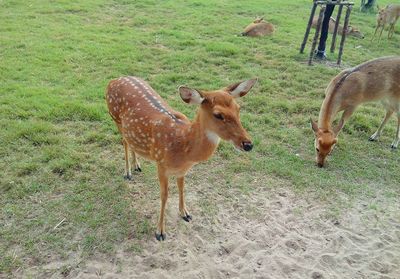 Giraffe on field