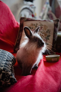 Close-up of a rabbit looking around