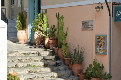 Potted plants