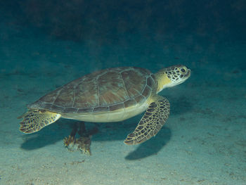 Turtle swimming in sea