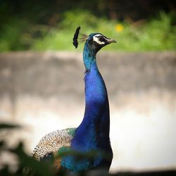 Close-up of a peacock