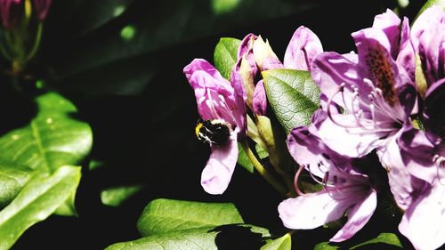 Close-up of pink flowers