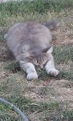 Close-up of dog on field