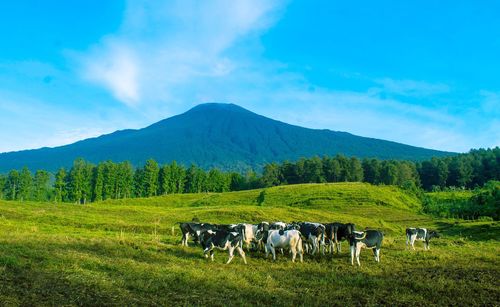 Cows grazing on field against sky