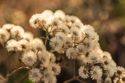 Close-up of flowering plant on field