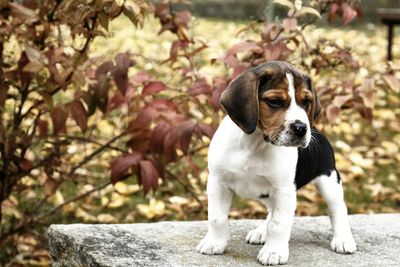 Close-up of dog on tree