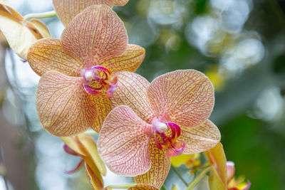 Close-up of flowering plant