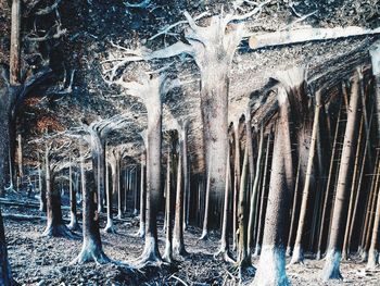 View of icicles on tree trunk in cave