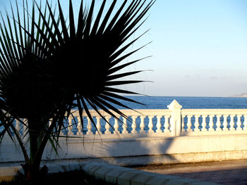 Close-up of palm trees against clear sky