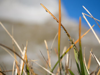 Close-up of droplets on grass