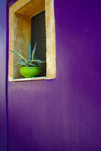 Close-up of food on wall