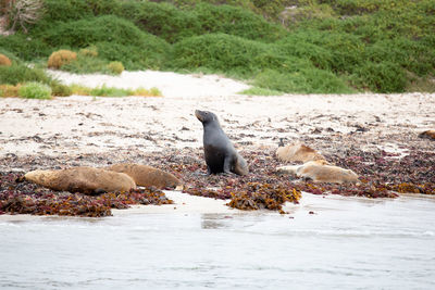 Sea lion relaxing at beach