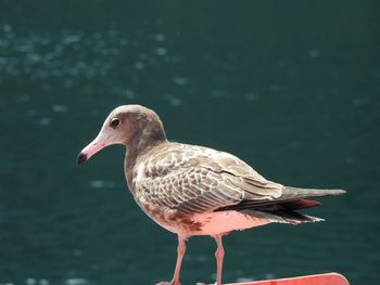 Close-up of duck swimming on lake