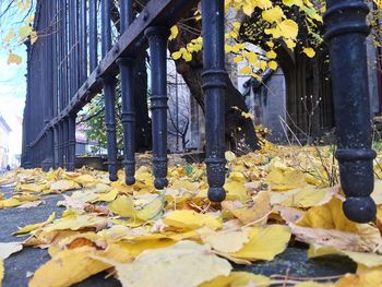 Close-up of yellow leaves during autumn