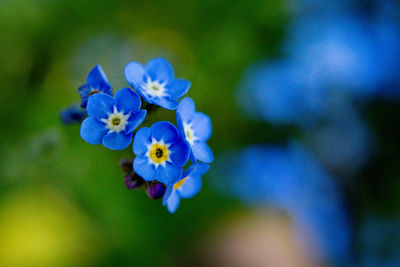 Close-up of purple flowering plant