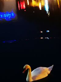 View of birds in city at night