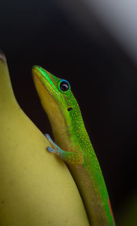 Close-up of a lizard