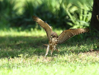Close-up of a bird flying over grass