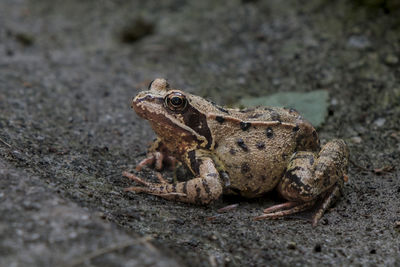 Close-up of frog