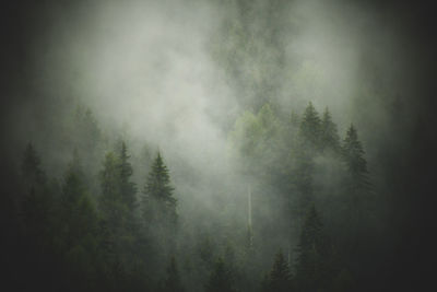 Trees in forest