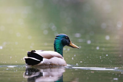 Duck swimming in lake