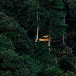 High angle view of car on road in forest